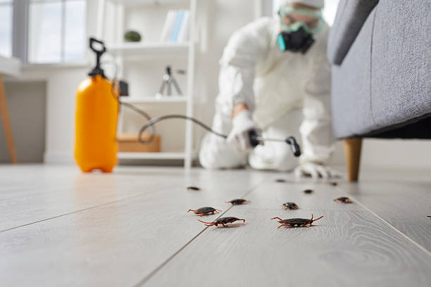Post-Treatment Bed Bug Interceptor Monitoring in Stephens City